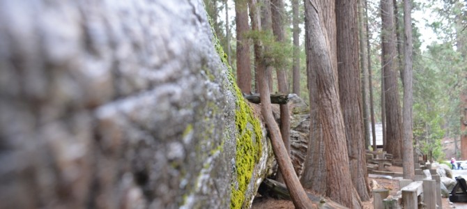 Sequoia & Kings Canyon Nationalpark
